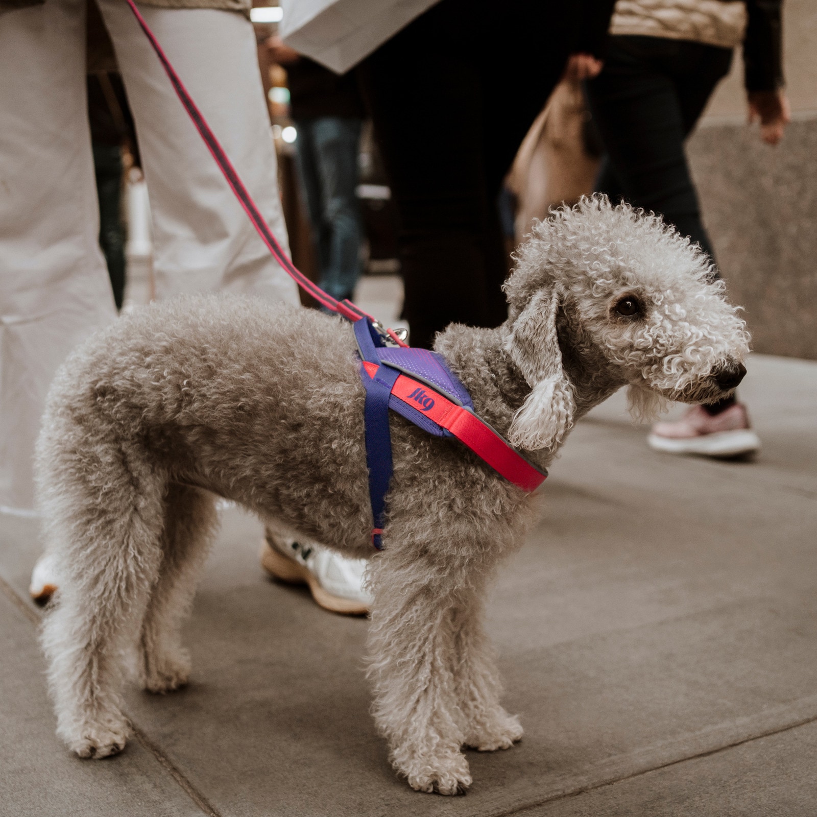 JK9 Street harness (ストリートハーネス) 中型犬用
