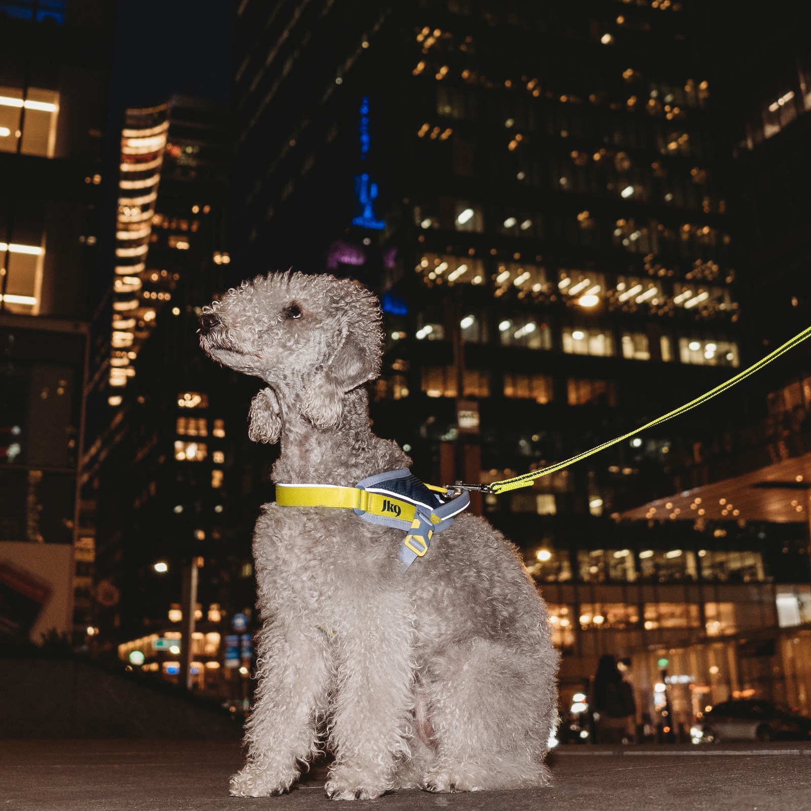 JK9 Street harness (ストリートハーネス) 中型犬用