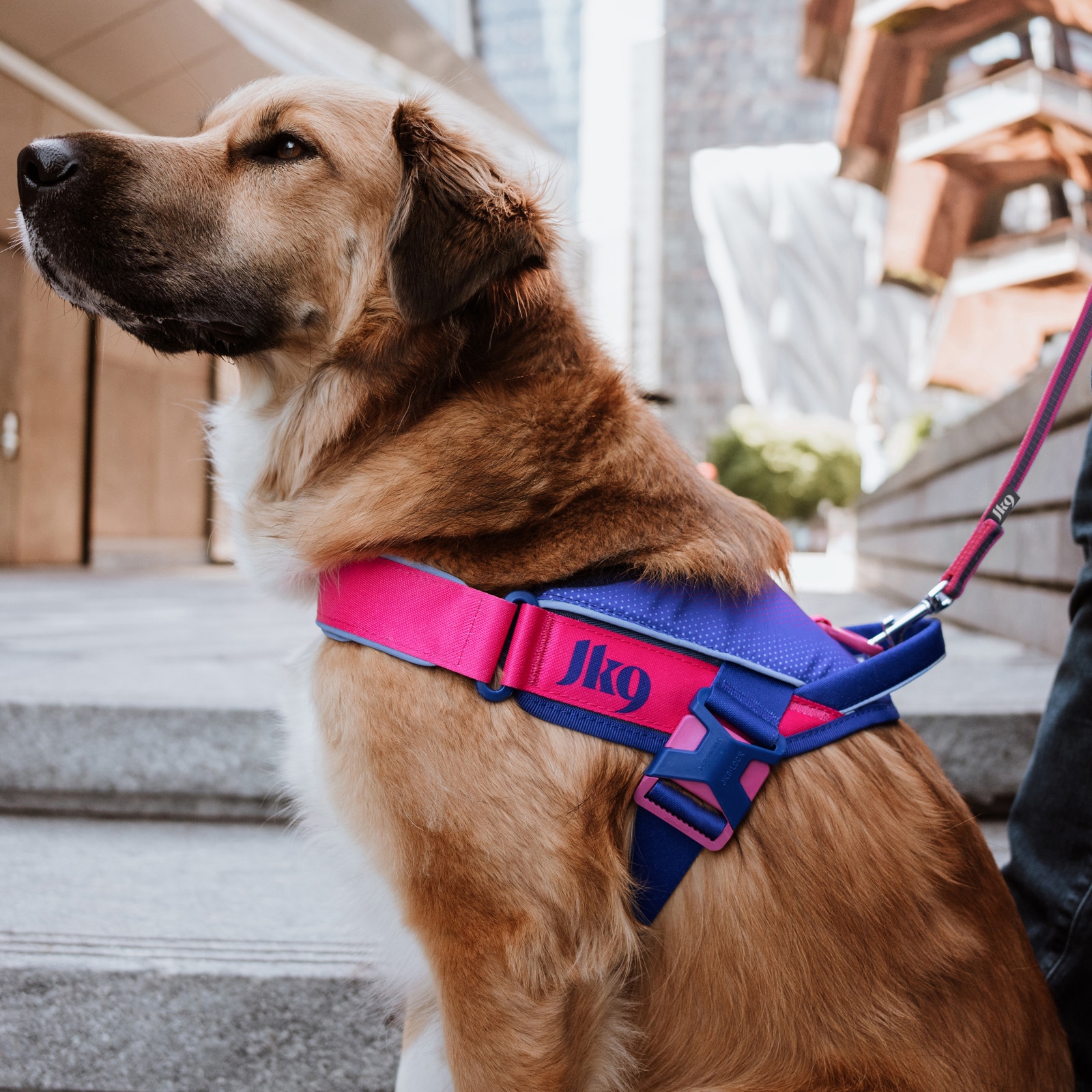 JK9 Street harness (ストリートハーネス) 大型犬用 | ハーネス