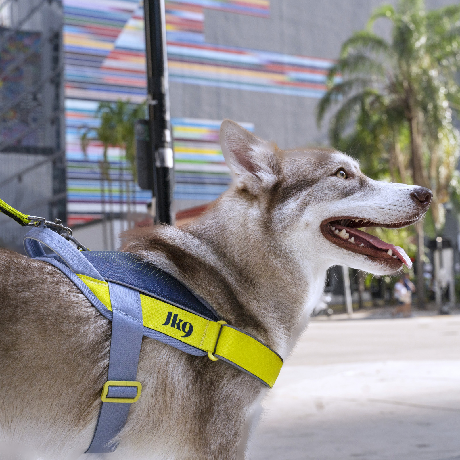 犬ぞり JK9 Street harness (ストリートハーネス) 大型犬用 | ハーネス