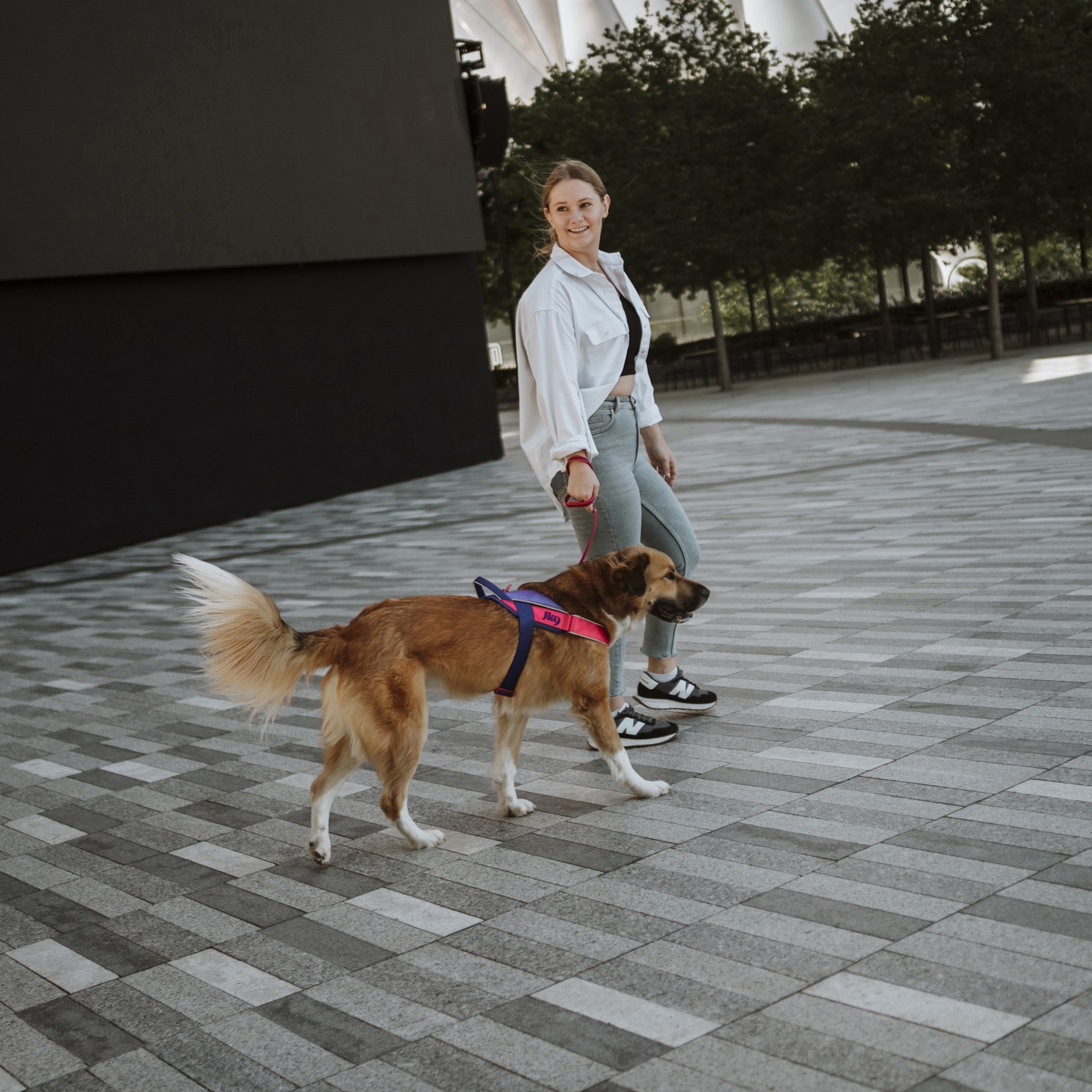 JK9 Street harness (ストリートハーネス) 大型犬用