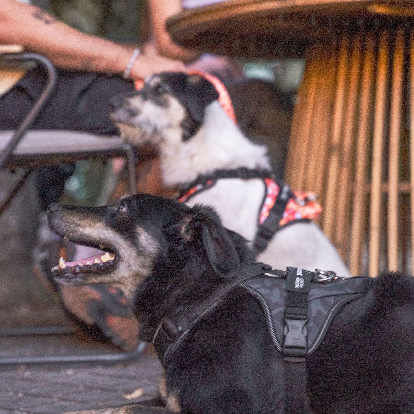 JK9 Longwalk light dog harness (JK9 ロングウォークハーネス