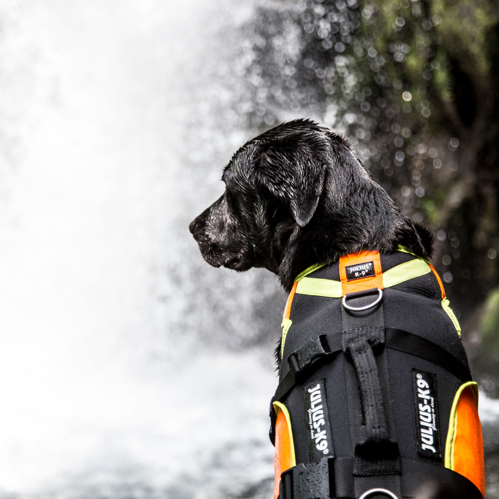 IDC Multifunctional 3in1 dog vest (多機能 3in1 ドッグベスト IDC Multifunctional 3in1 dog vest (多機能 3in1 ドッグベスト