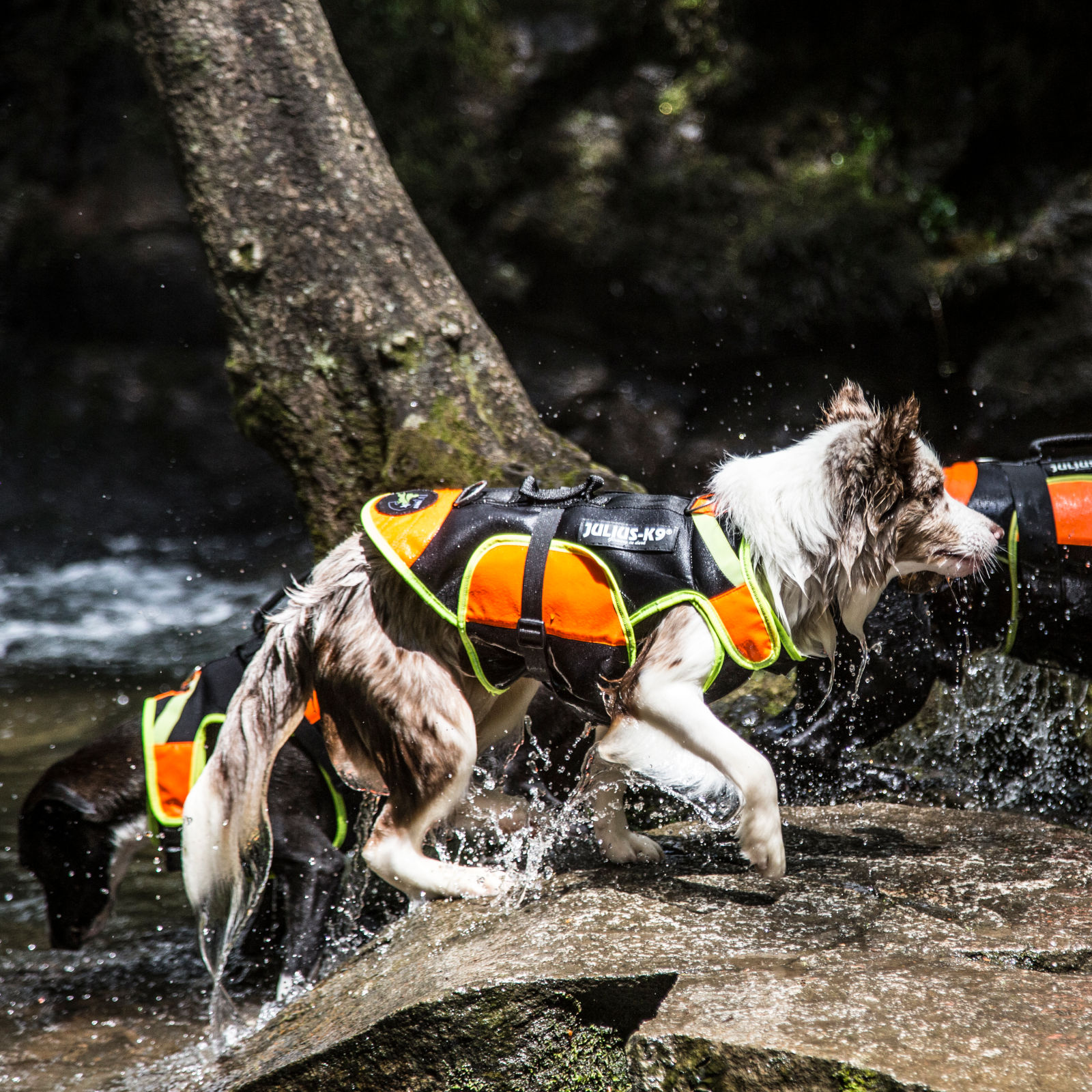 IDC Multifunctional 3in1 dog vest (多機能 3in1 ドッグベスト