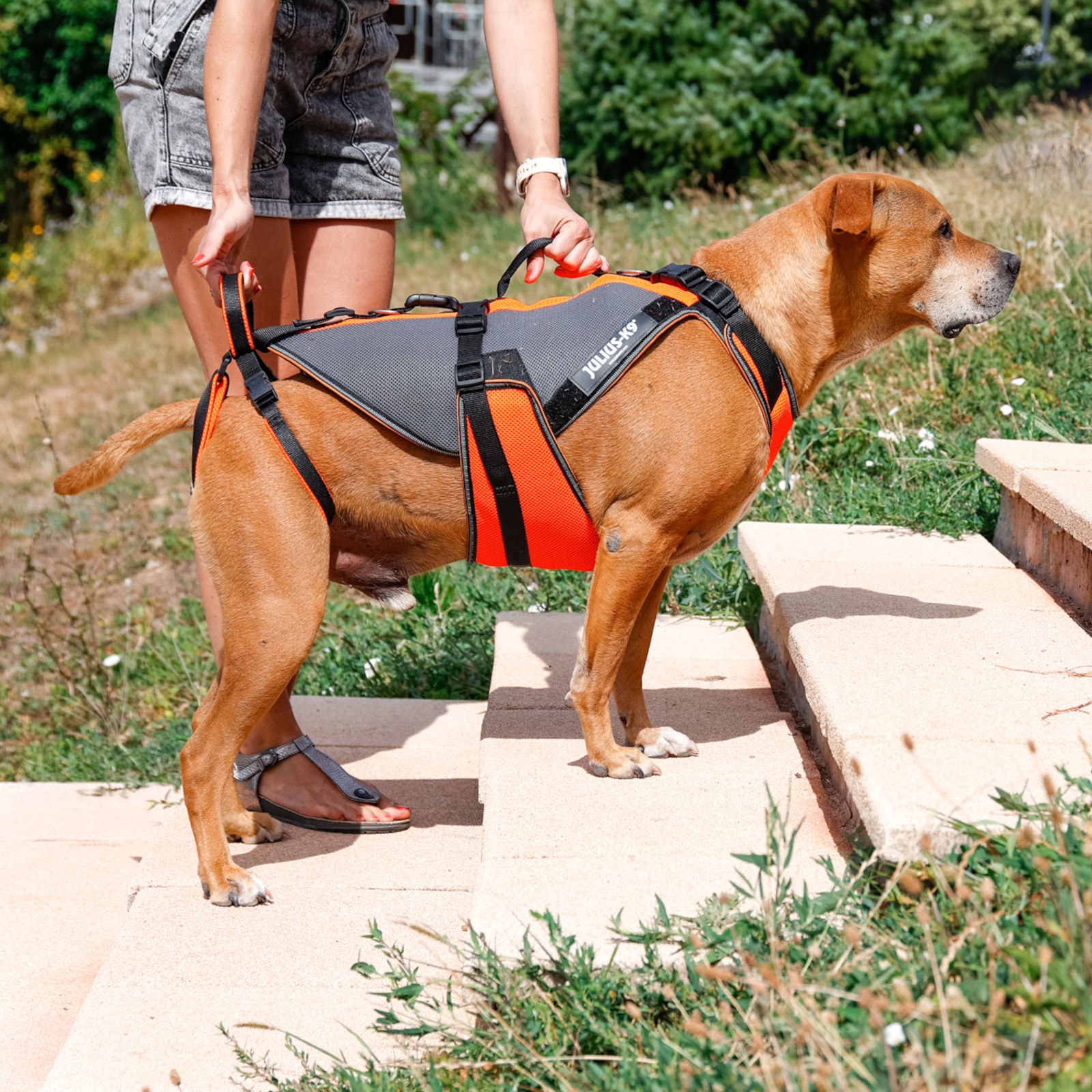 JK9 Multivest 4in1 (多機能 4in1 ドッグベスト) | ハーネス | JULIUS