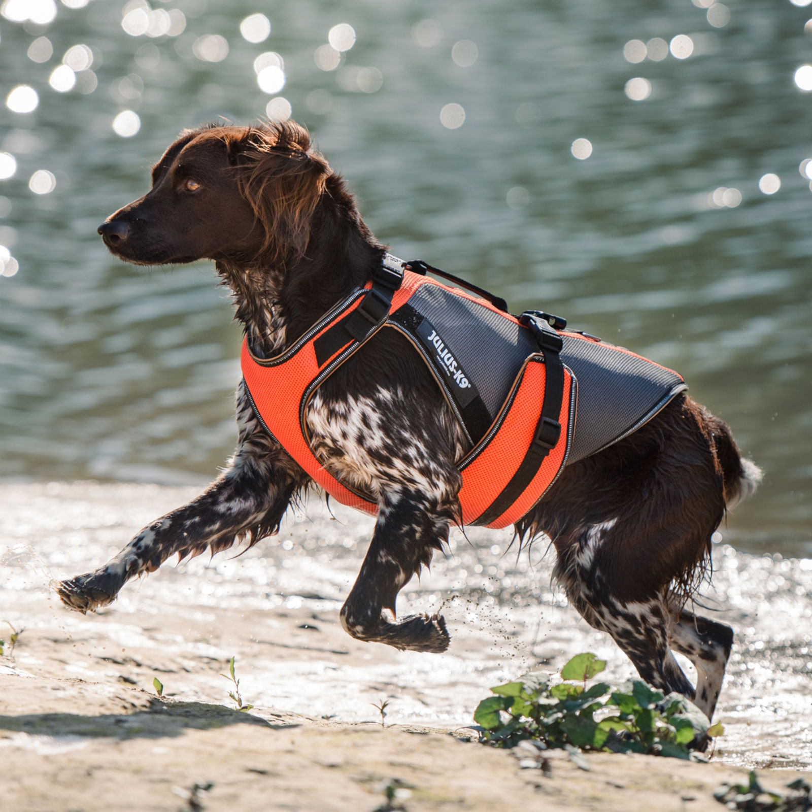 K9 ヨルクk9-17号Ripper ルプス　イヅナ　計10枚セット 2025年最新】k9 17号の人気アイテム - メルカリ