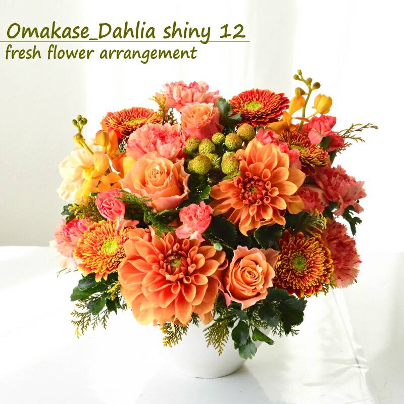 Omakase_Dahlia shiny 12 ~ おまかせ ダリア シャイニー 12 ~