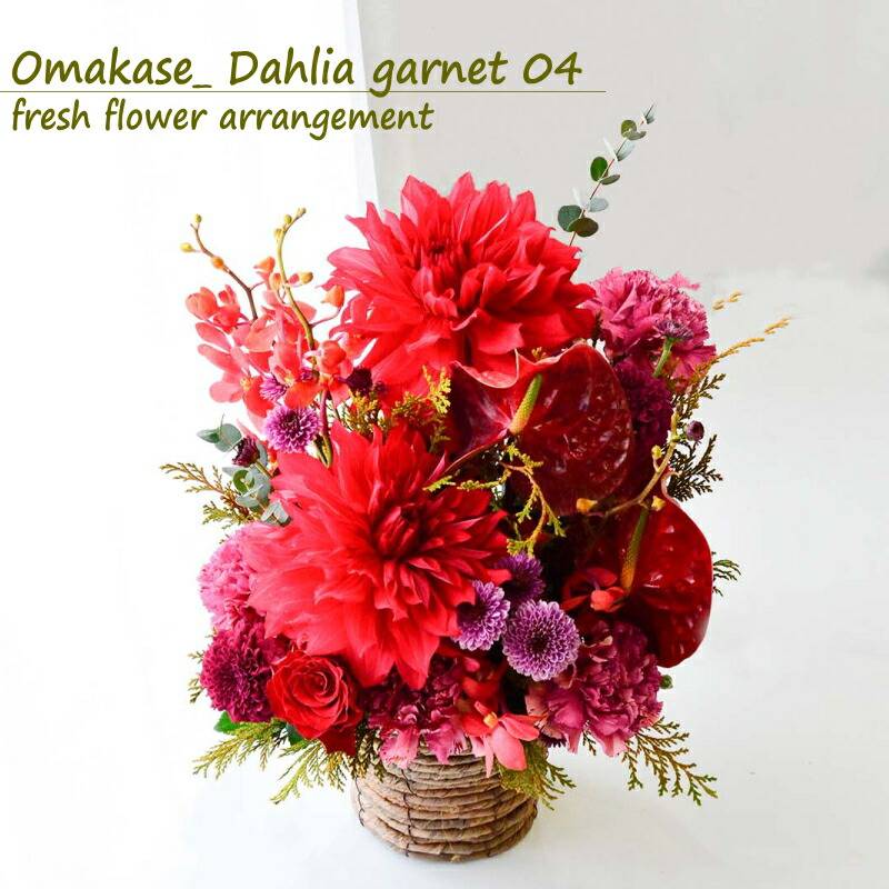 【Omakase_ Dahlia garnet 04】