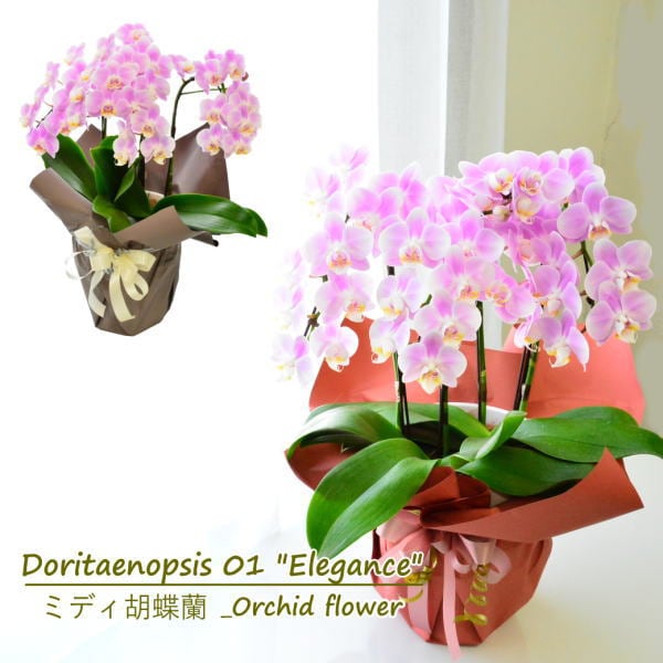 Doritaenopsis01ピンク ～ミディ胡蝶蘭 ピンク～