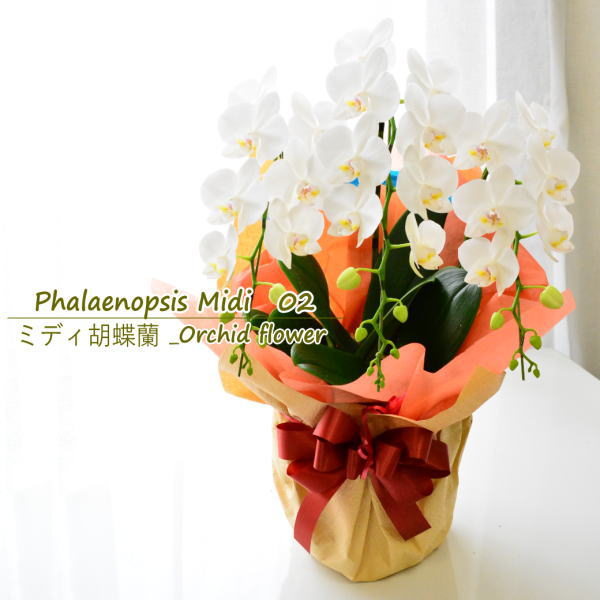 Phalaenopsis Midi 02 ～ミディ胡蝶蘭 ホワイト～