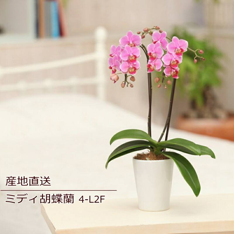 nss0a100 ～テーブル胡蝶蘭3-2F ～