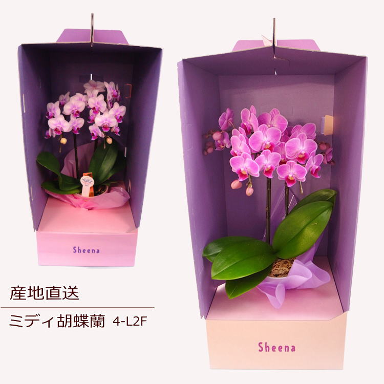 nss0a106 ～ミディ胡蝶蘭 4-L2F ～