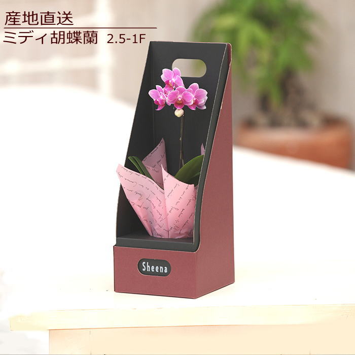 Sheena01 a-141 ～ミディ胡蝶蘭2.5-1F ～