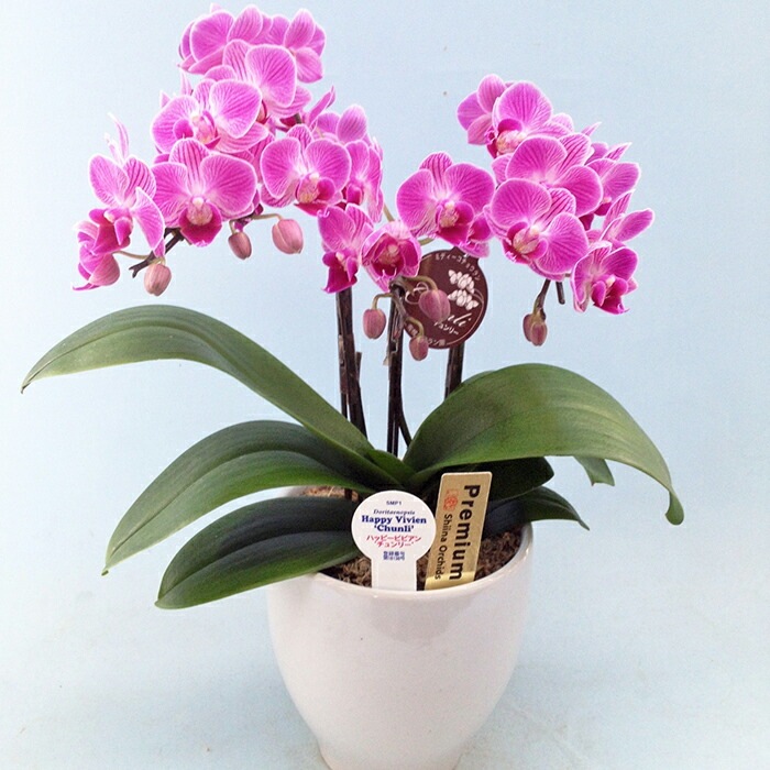 ミディ胡蝶蘭