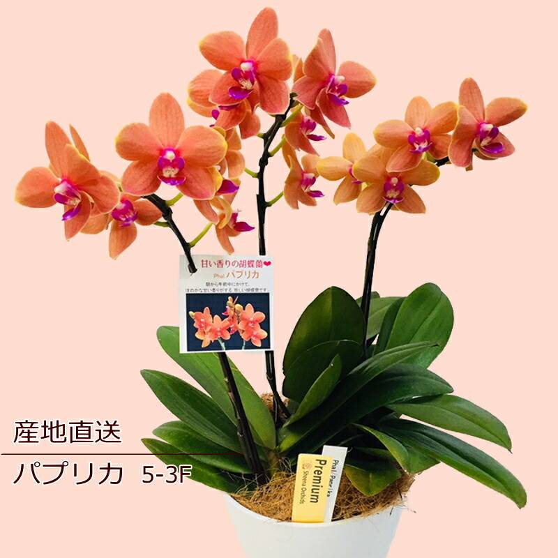 nss0a499 ～テーブル胡蝶蘭3-2F ～