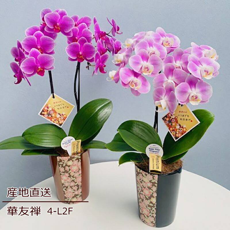 Sheena17 a-508 ～華友禅 4-L2F ～