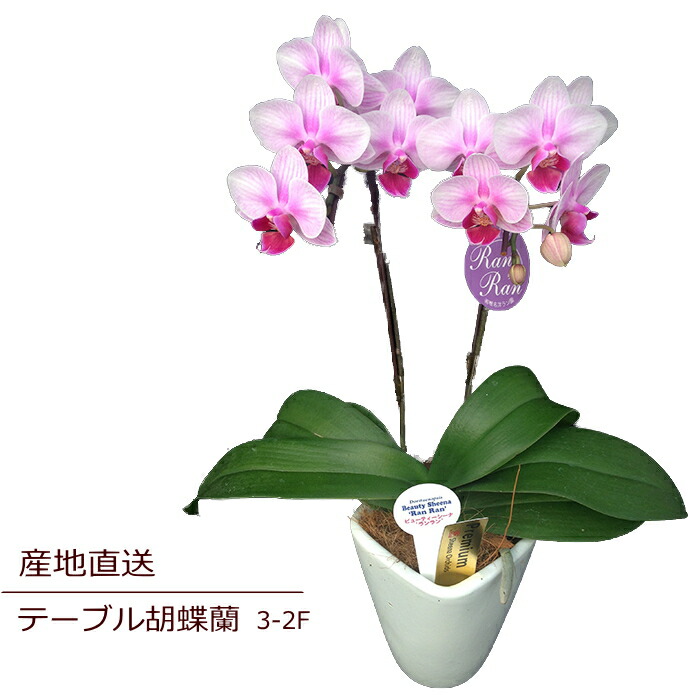 Sheena03 a-82 ～テーブルミディ胡蝶蘭3-2F ～