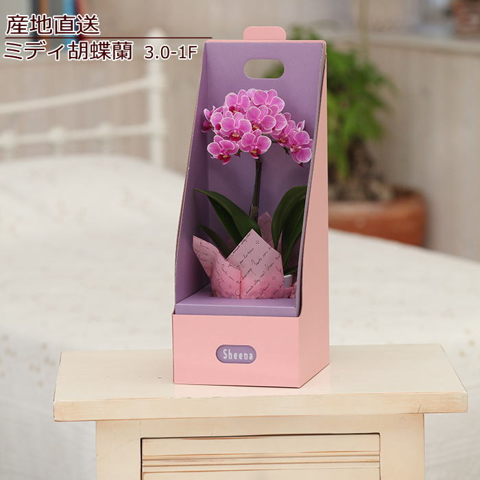 Sheena02 a-85 ～ミディ胡蝶蘭3.0-1F ～