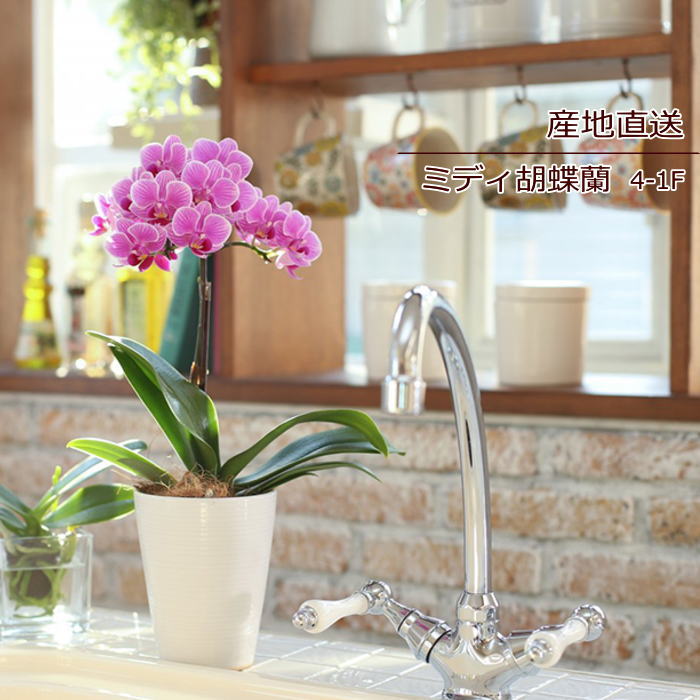 nss0a96 ～ミディ胡蝶蘭4-1F ～