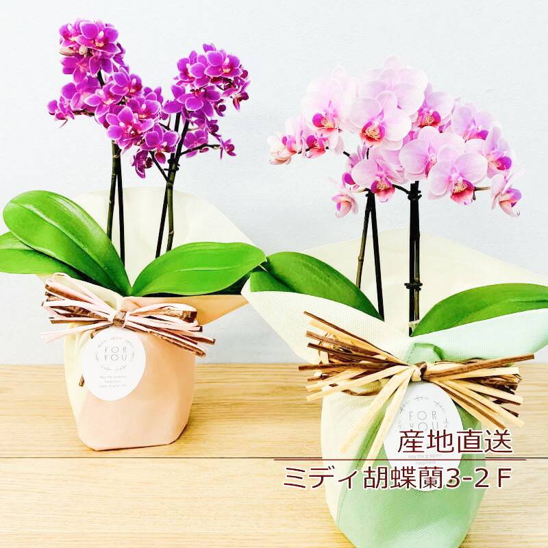 Sheena01 a-390 ～ミディ胡蝶蘭3-2F ～