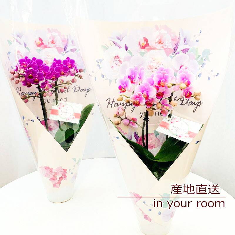 Sheena01 a-390 ~ミディ胡蝶蘭3-2F ~