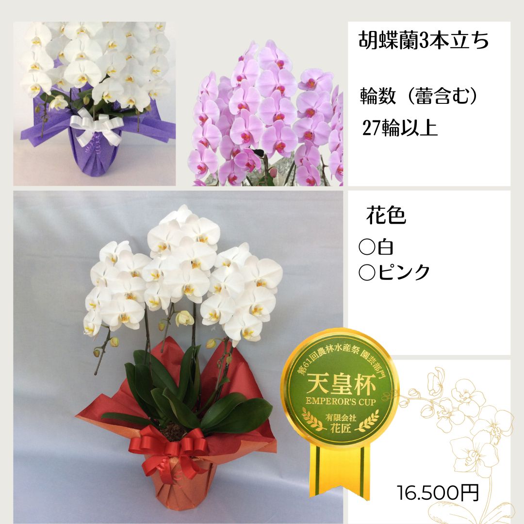 つぼみを入れて27輪以上の胡蝶蘭