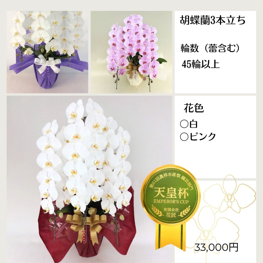 つぼみを入れて45輪以上の胡蝶蘭