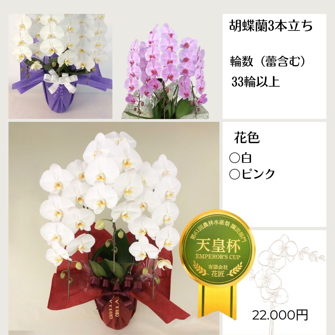 つぼみを入れて33輪以上の胡蝶蘭　￥22,000-