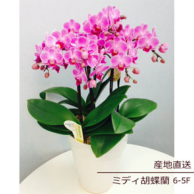 色変わり胡蝶蘭 鉢ごと発送 胡蝶蘭 鉢ごと発送 胡蝶蘭 珍しい色 鉢ごと発送（この値段は今晩