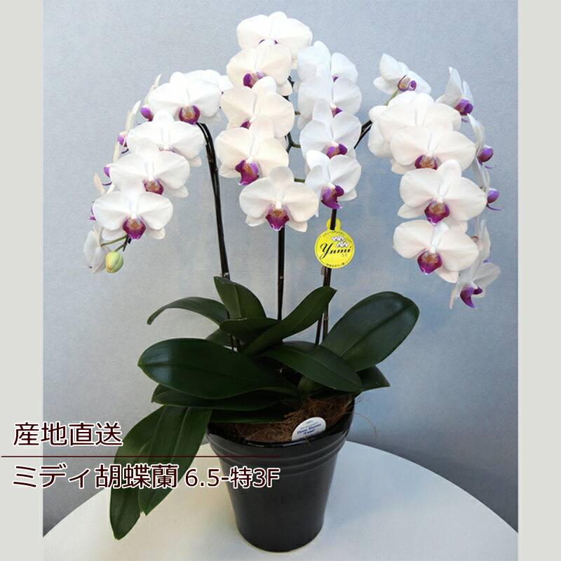 ご挨拶 誕生日  花 鉢花 蘭 ラン 胡蝶蘭 ミディ胡蝶蘭 3F 3本立ち ギフト 産地直送 リラックス メッセージ  誕生日 展示会 受付 記念日 プレゼント 結婚祝い 送別 新築祝い ウエディング 御祝 出産祝い お花 宅配