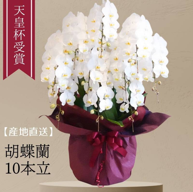 胡蝶蘭 誕生日 花 鉢花 蘭 ラン コチョウラン 10F 10本立ち ギフト 白  産地直送  ビジネス お祝い 御祝 展示会 受付 記念日 プレゼント 結婚祝い 出産祝い 送別 新築祝い ウエディング お供え お悔み ns ANG お花 宅配