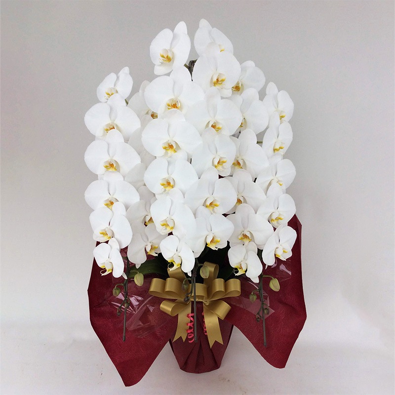 胡蝶蘭 3本立ち