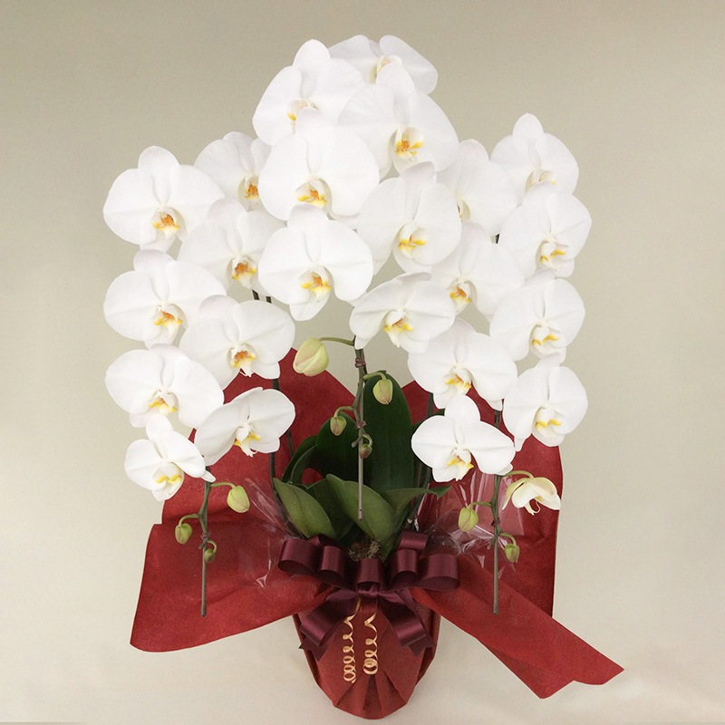 胡蝶蘭 3本立ち　33輪以上