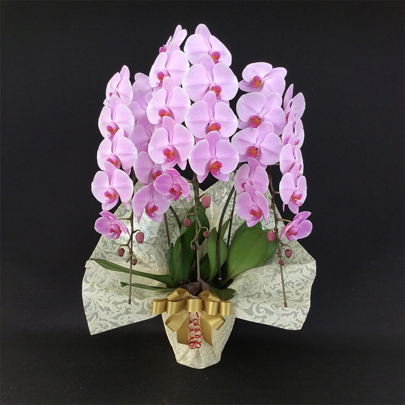 胡蝶蘭 3本立ち　33輪以上