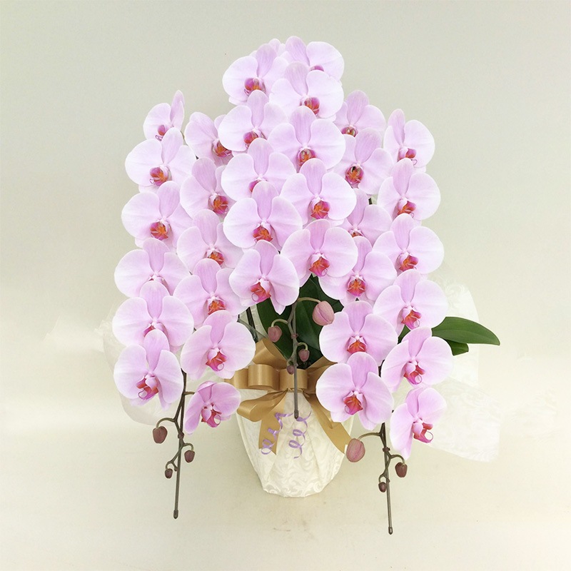 胡蝶蘭 3本立ち　33輪以上