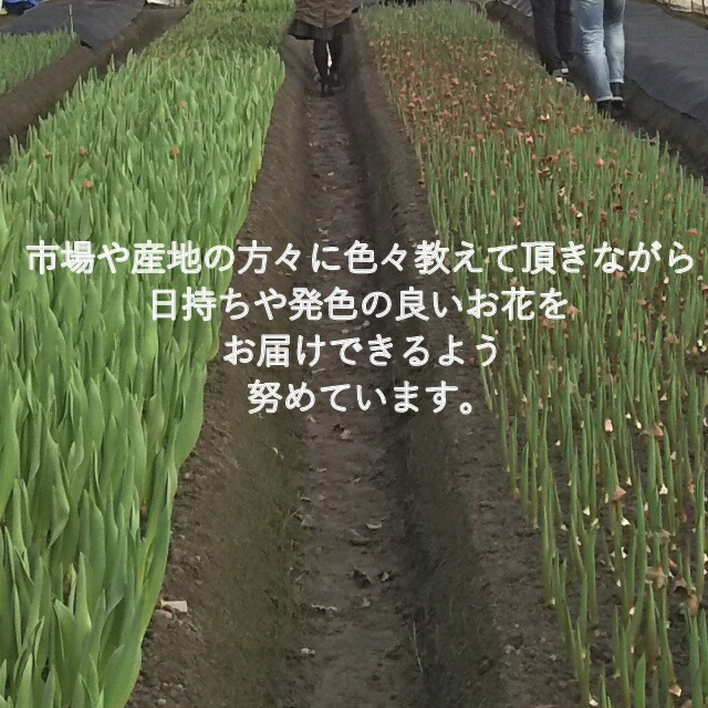 おまかせフラワーアレンジメント008b