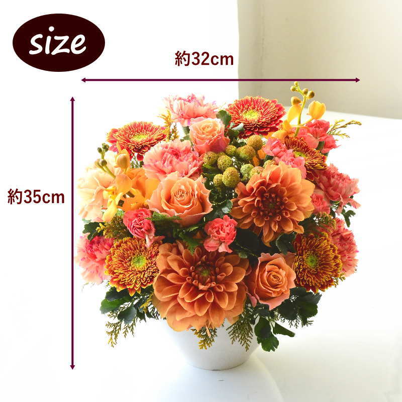 Omakase_Dahlia shiny 12 ~ おまかせ ダリア シャイニー 12 ~