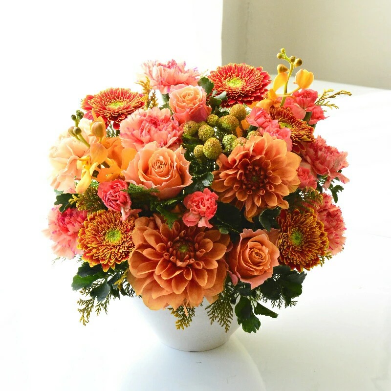 Omakase_Dahlia shiny 12 ~ おまかせ ダリア シャイニー 12 ~