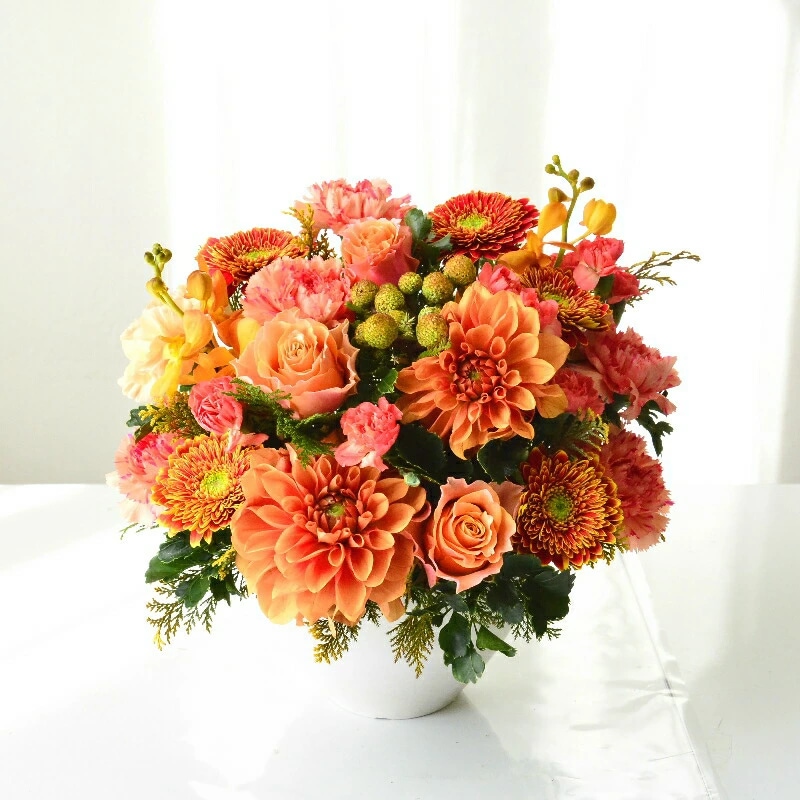 Omakase_Dahlia shiny 12 ~ おまかせ ダリア シャイニー 12 ~