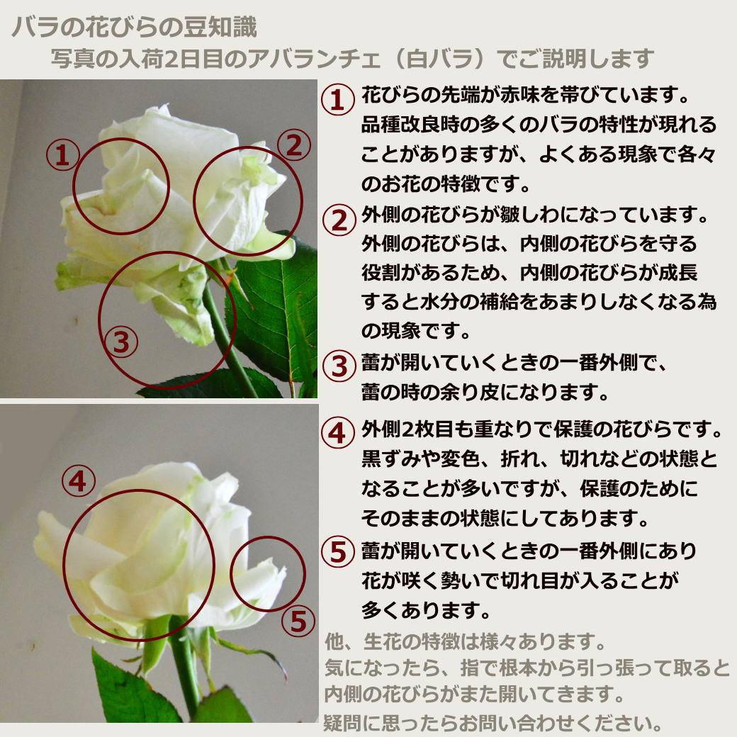 【ラッピングのまま飾れる花束　Ｌサイズ】
