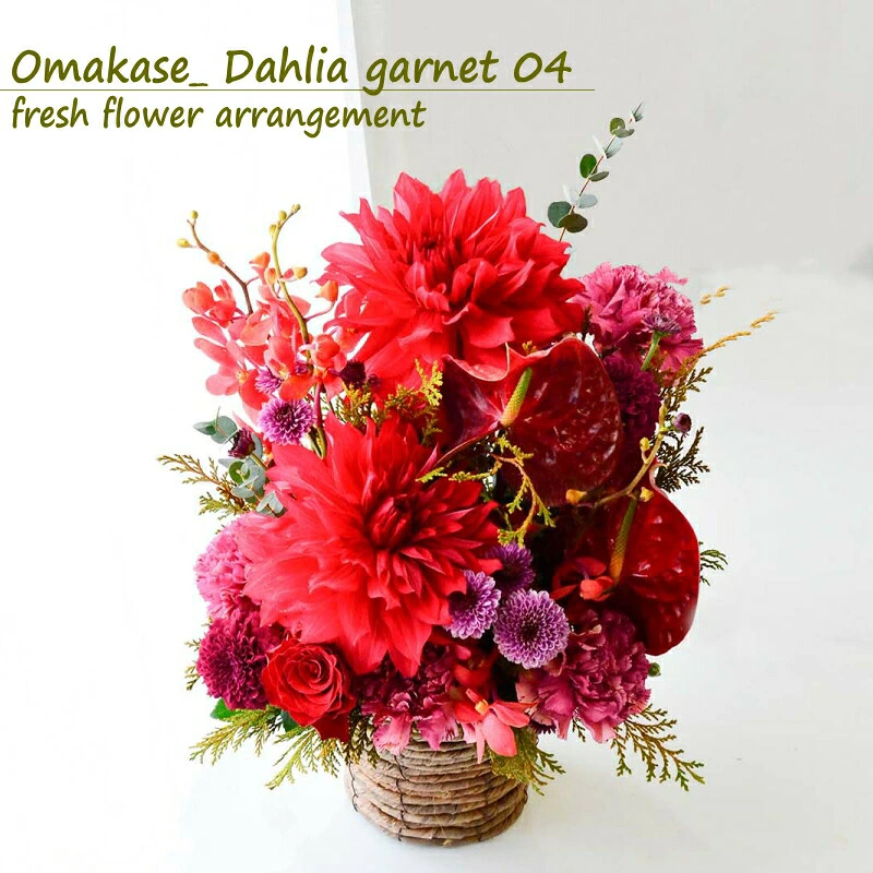 【Omakase_ Dahlia garnet 04】