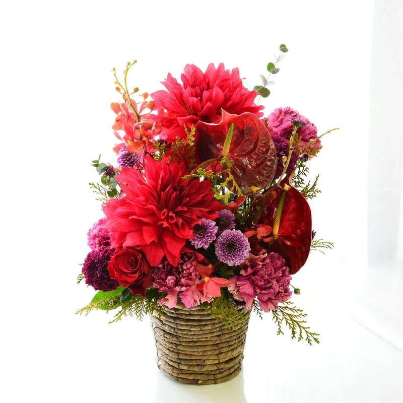 【Omakase_ Dahlia garnet 04】