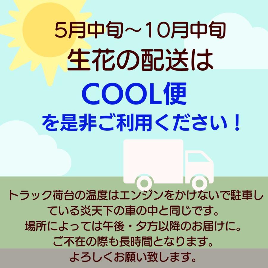 花 フラワーアレンジメント 花束 ブーケ 生花 誕生日 フラワーギフト お祝い アレンジ ギフト お礼 送別 日頃の感謝 自宅用 プレゼント おしゃれ かわいい アルネの花 b お花
