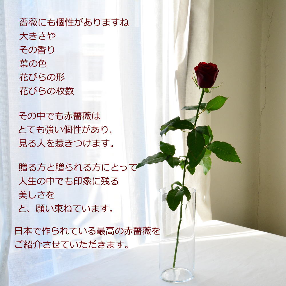RED ROSE50 ～fresh flower bouquet～