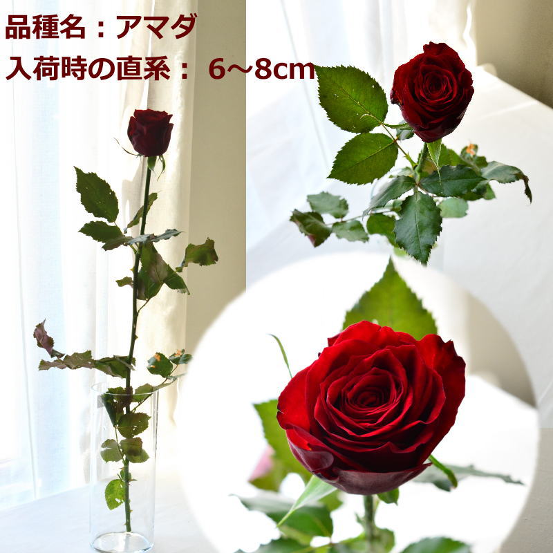 RED ROSE100α ～fresh flower bouquet～