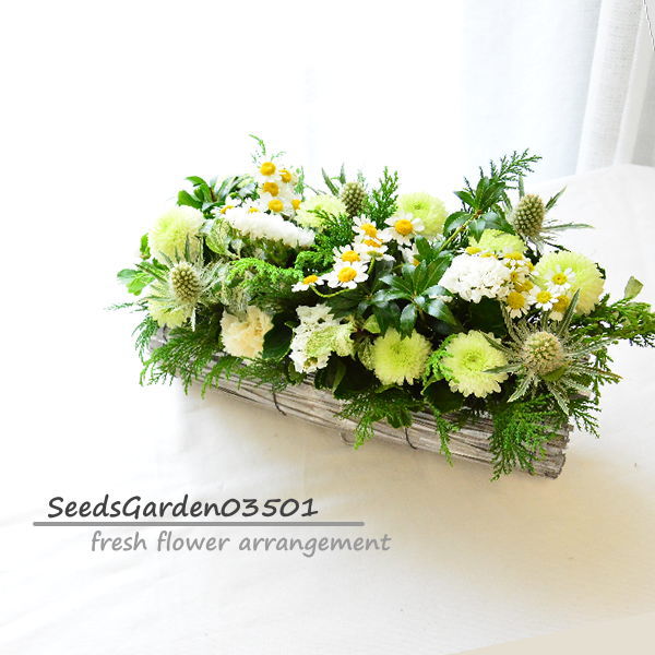 お供え　SeedsGarden03501 ～シーズガーデン03501～