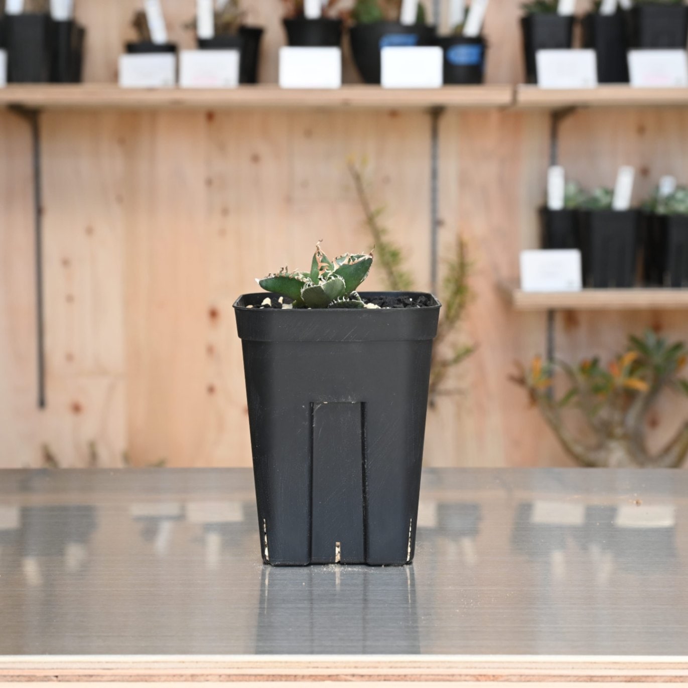 アガベ SAD | アガベ | 塊根リーダーズ オンラインショップ