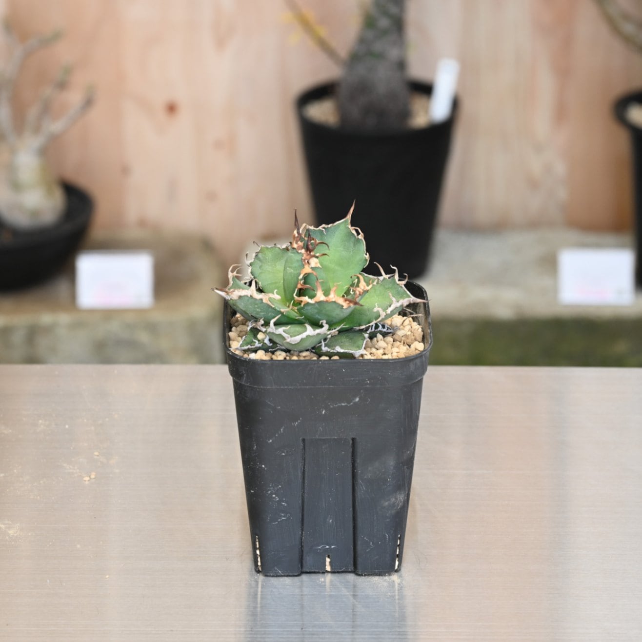 アガベ シチリア | アガベ | 塊根リーダーズ オンラインショップ