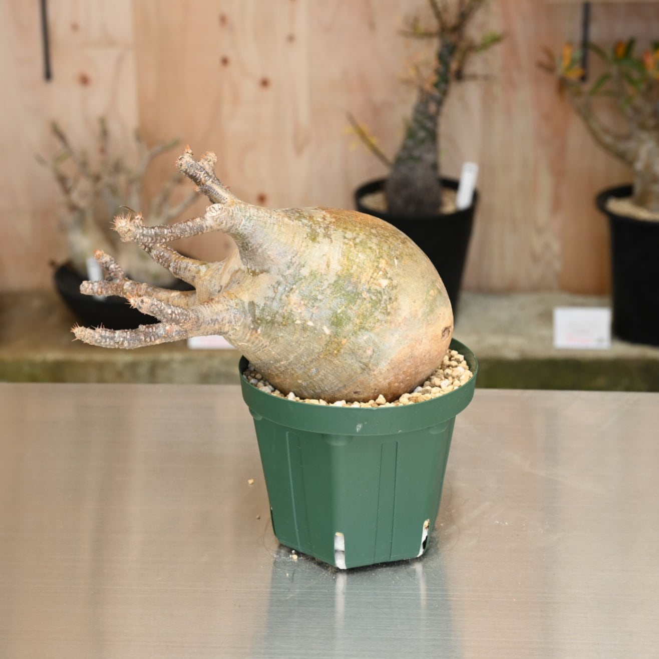 すべての商品 | 塊根リーダーズ オンラインショップ