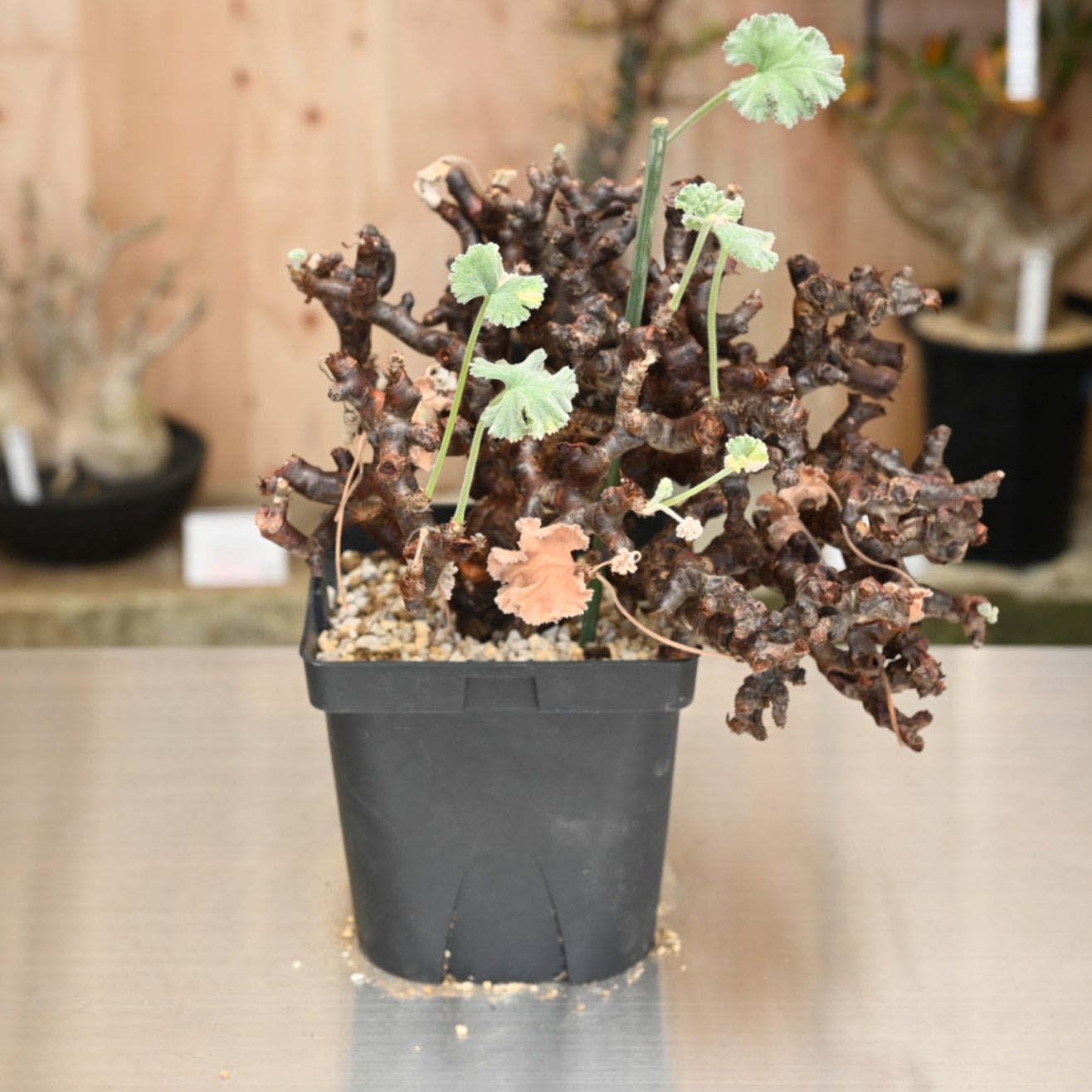 ペラルゴニウム ミラビレ | 塊根植物 | 塊根リーダーズ
